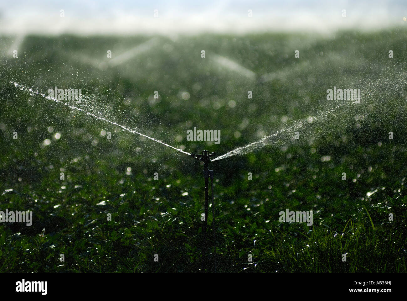 Israele nel deserto del Negev irrigazione di campi di patate Foto Stock
