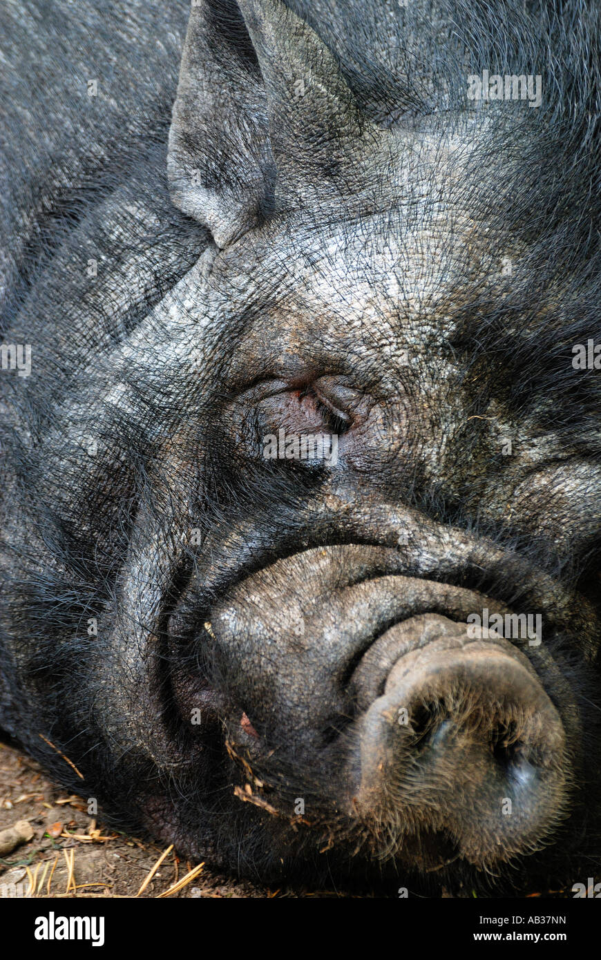 Close up ritratto di una pentola vietnamita di maiale panciuto Sus scrofa posa sulla terra addormentato veloce Foto Stock