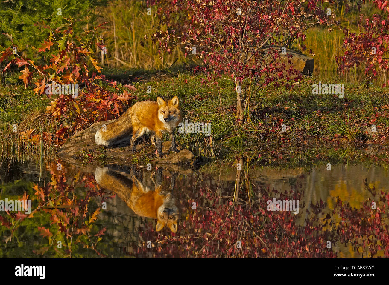 La Volpe rossa Vulpes vulpes bollitore fiume Minnesota USA Foto Stock