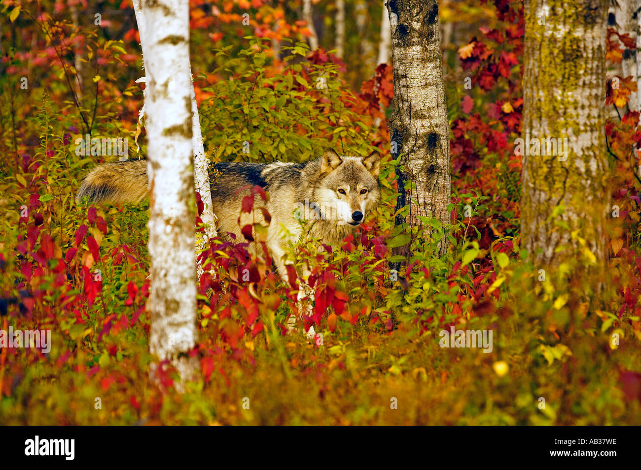 Lupo Canis lupus Pine County Minnesota USA Foto Stock