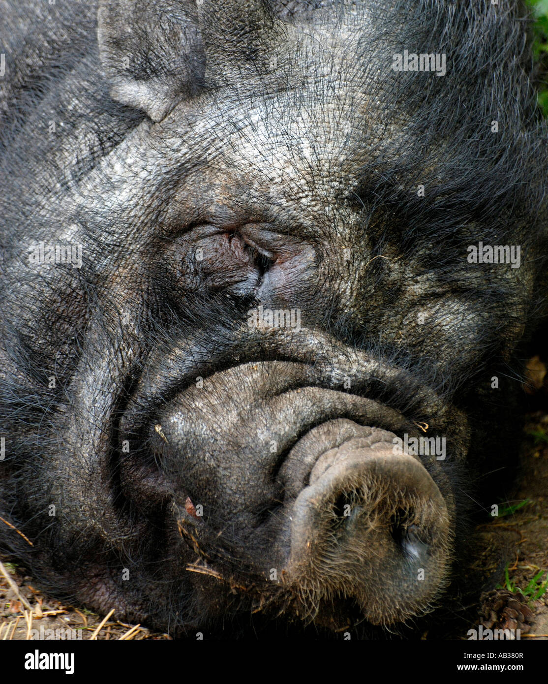 Close up ritratto di una pentola vietnamita di maiale panciuto Sus scrofa posa sulla terra addormentato veloce Foto Stock