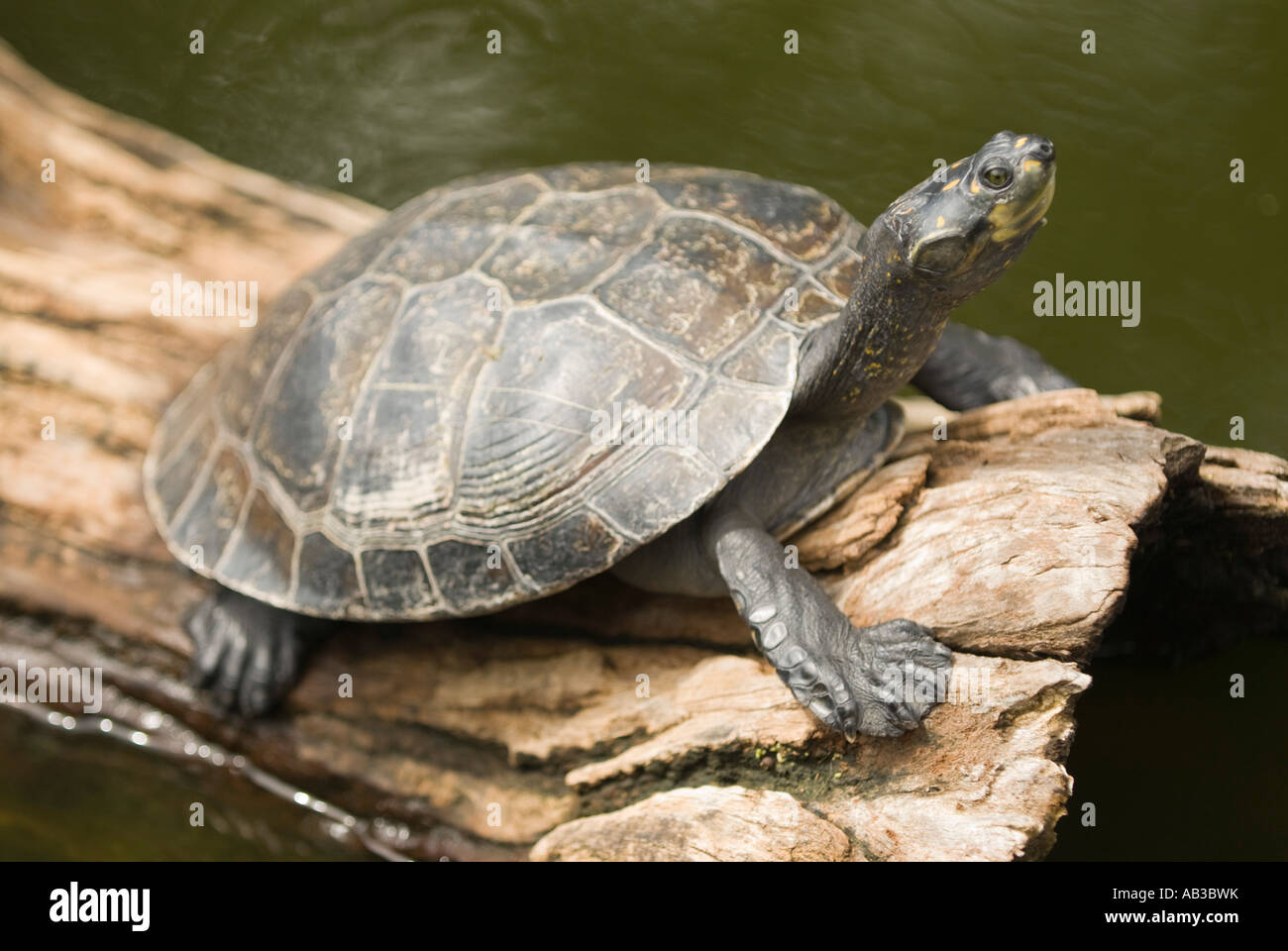 Turtle sunning sul log Foto Stock