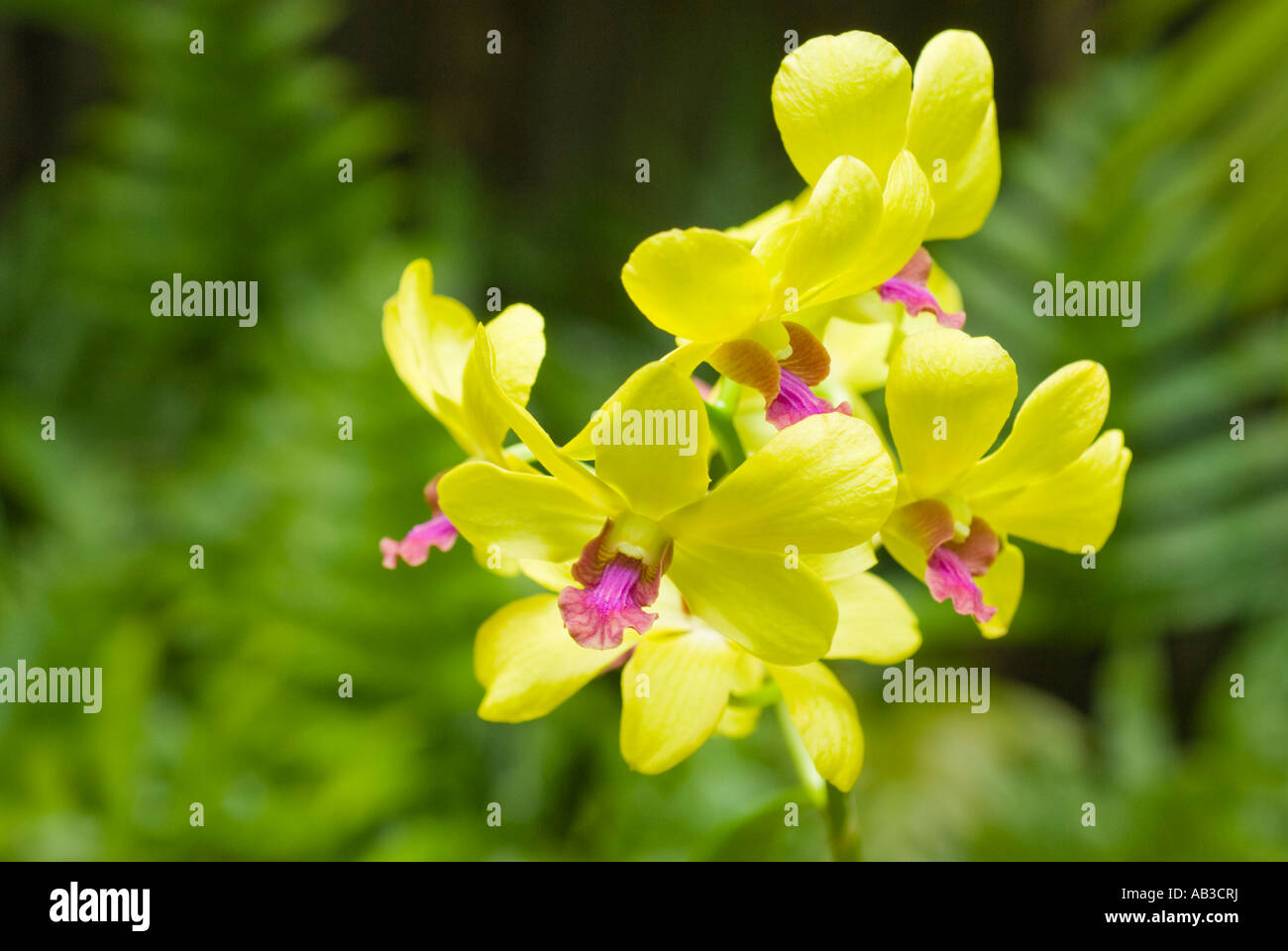 Fiori di orchidea Oahu Hawaii Foto Stock
