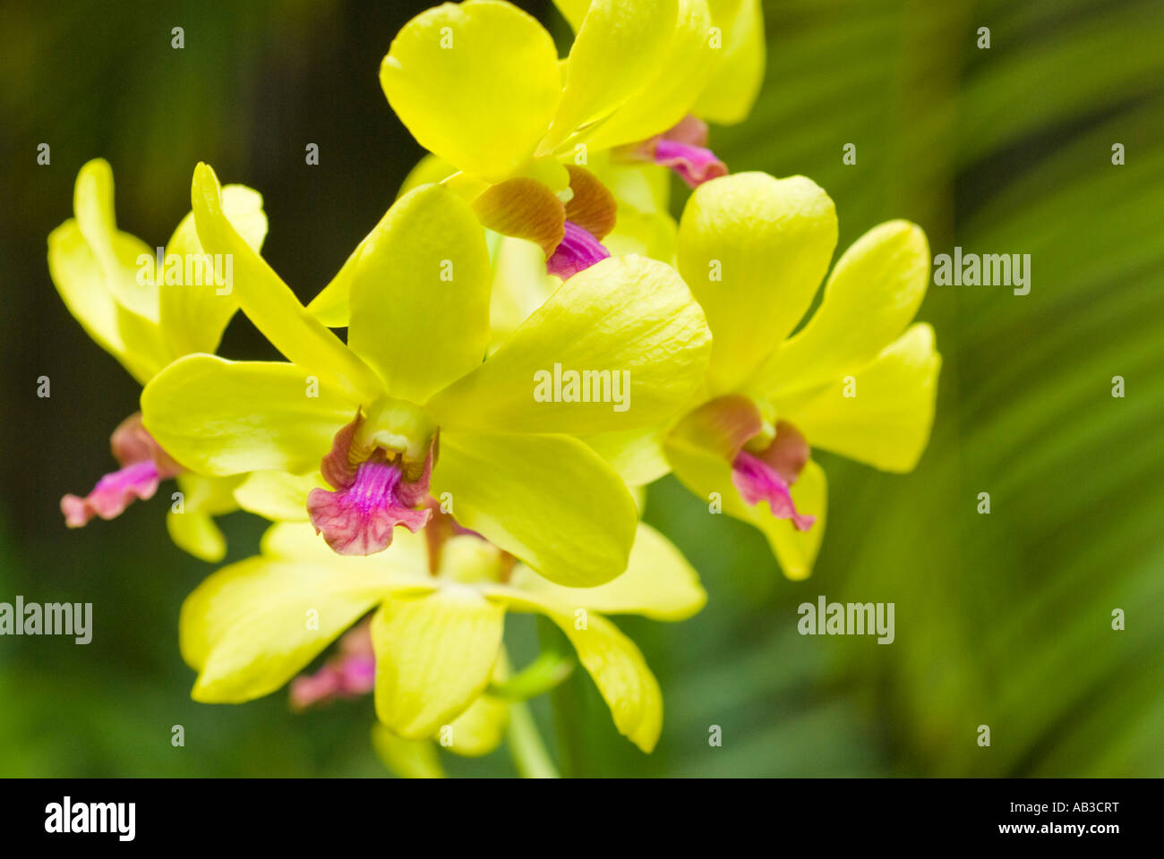 Fiori di orchidea Oahu Hawaii Foto Stock
