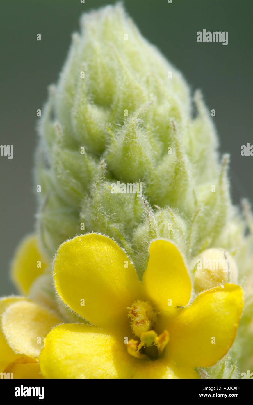 Mullein comune -Molène thapsus- durante i mesi estivi nel New Hampshire USA Foto Stock