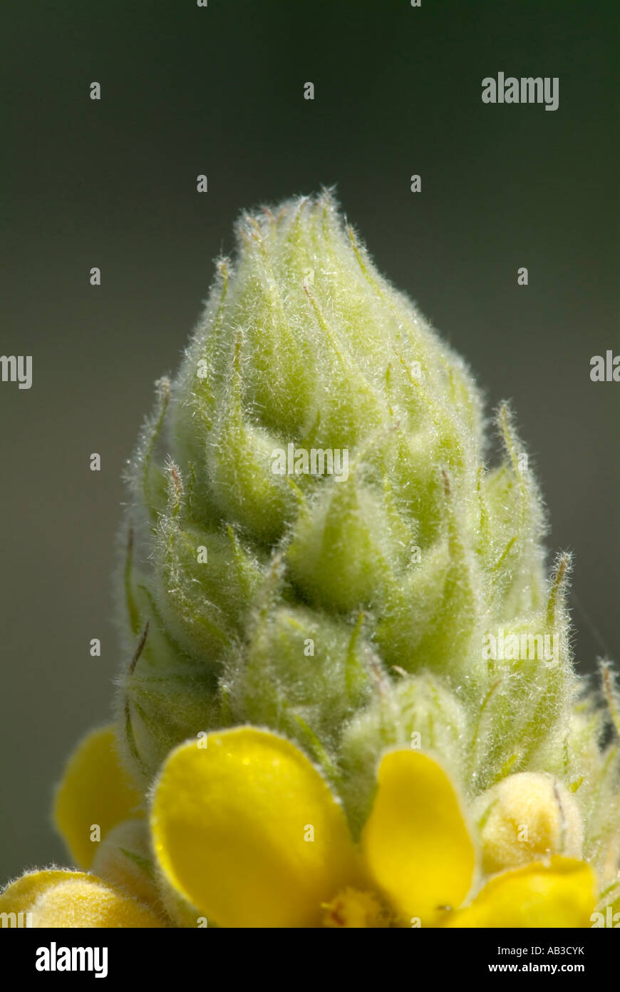 Mullein comune -Molène thapsus- durante i mesi estivi nel New Hampshire USA Foto Stock