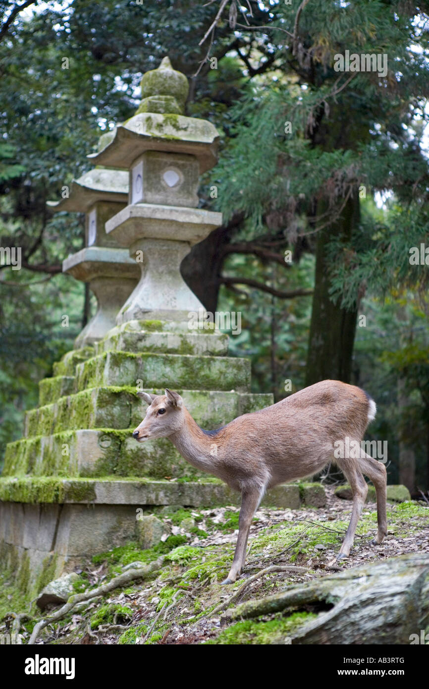 Cervi al Parco di Nara il Santuario Kasuga 2 Foto Stock
