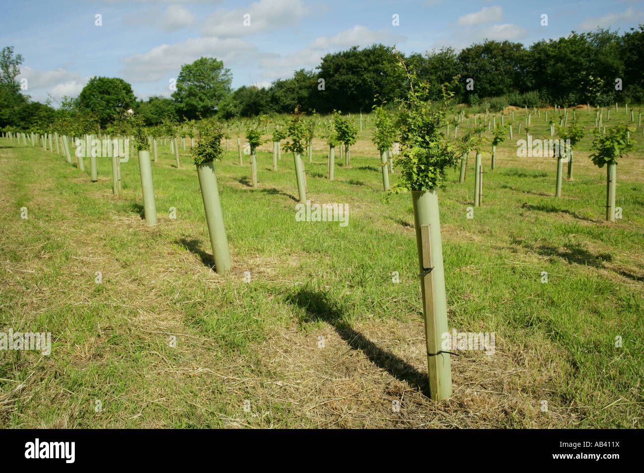 Bulbi per alberi piantati su terreni agricoli destinati alla costruzione di una nuova pista presso l'aeroporto di Stansted Essex England Regno Unito Foto Stock