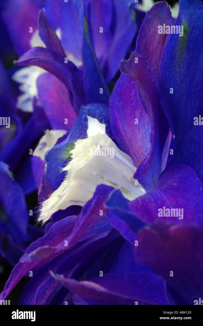 Close up blu elettrico Delphinium fiori Foto Stock