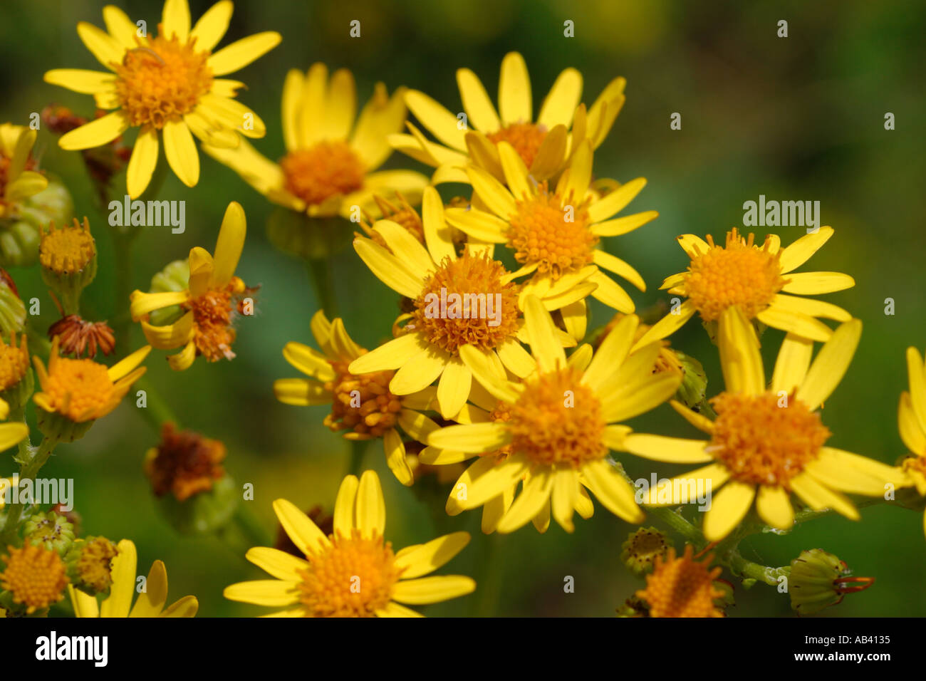 Senecio jacobaea L. comune impianto di erba tossica in fiore. Noto per la sua tossicità per il pascolo degli animali in particolare cavalli. Foto Stock