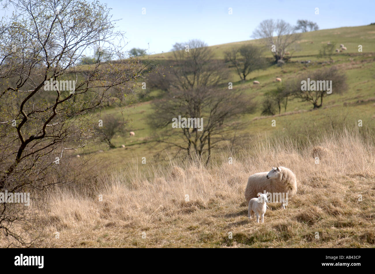 Una pecora con la sua molla di agnello sul pendio di una collina in Wales UK Foto Stock