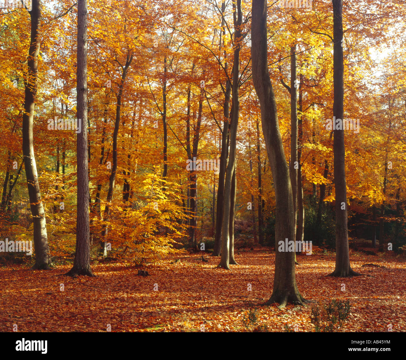 Autunno in Alice Holt Forest nr Alton Hampshire Foto Stock