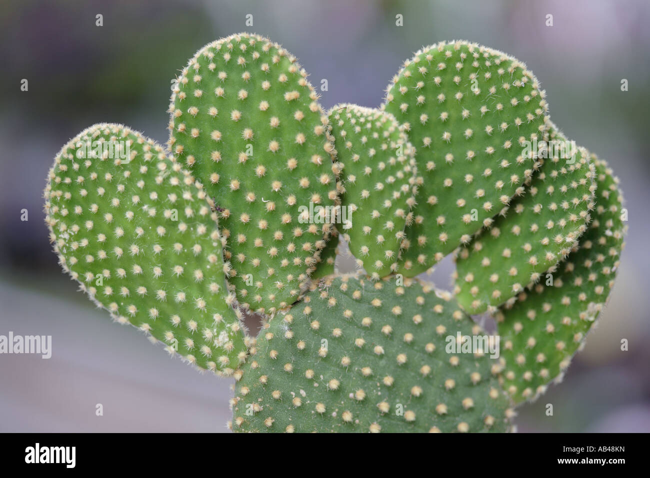 L' Opuntia microdasys - orecchie di coniglietto cactus Foto Stock