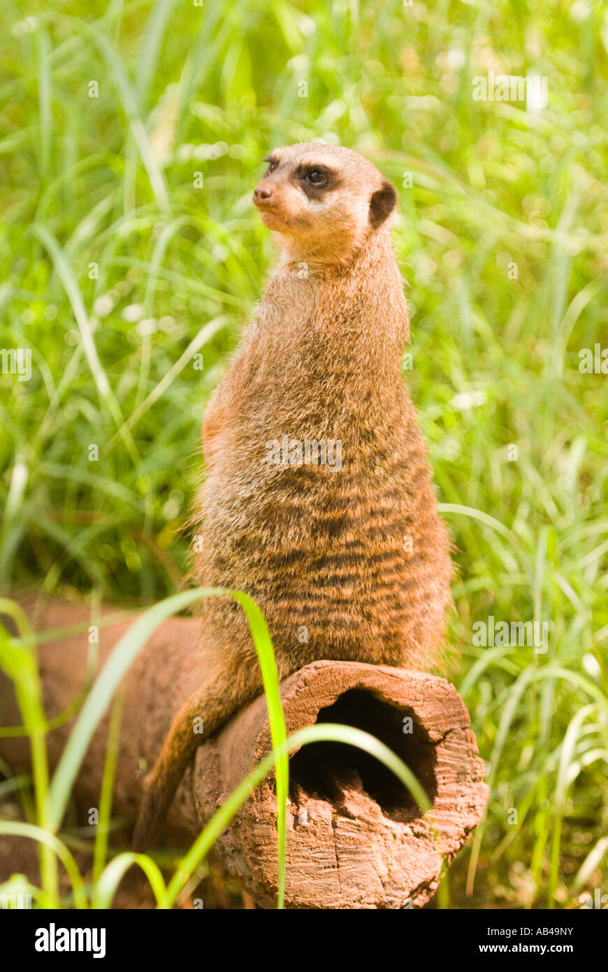 Meerkat montante sul log Foto Stock