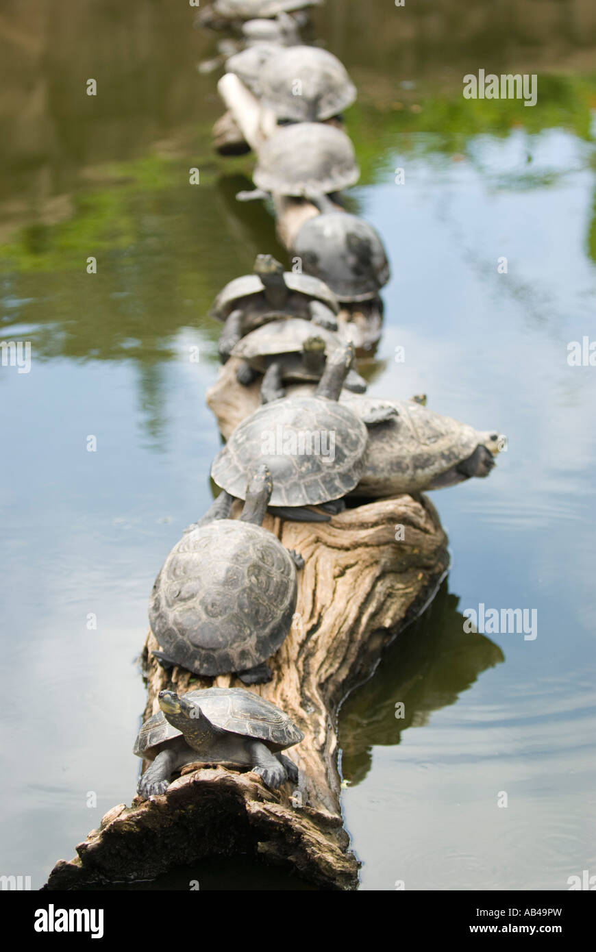 Le tartarughe marine ensoleillement sul log in stagno Foto Stock