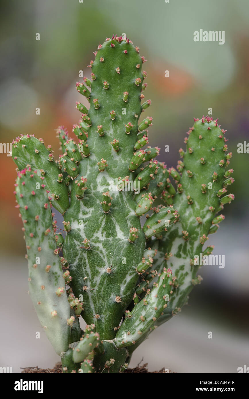 Variegata di Opuntia cactus Foto Stock