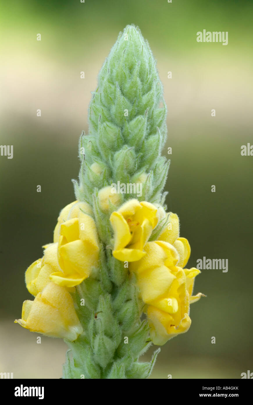 Mullein comune -Molène thapsus- durante i mesi estivi nel New Hampshire USA Foto Stock