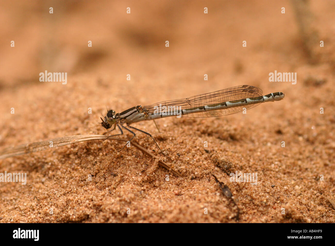 Blu comune femmina damselfly enallagma cyathigerum Foto Stock