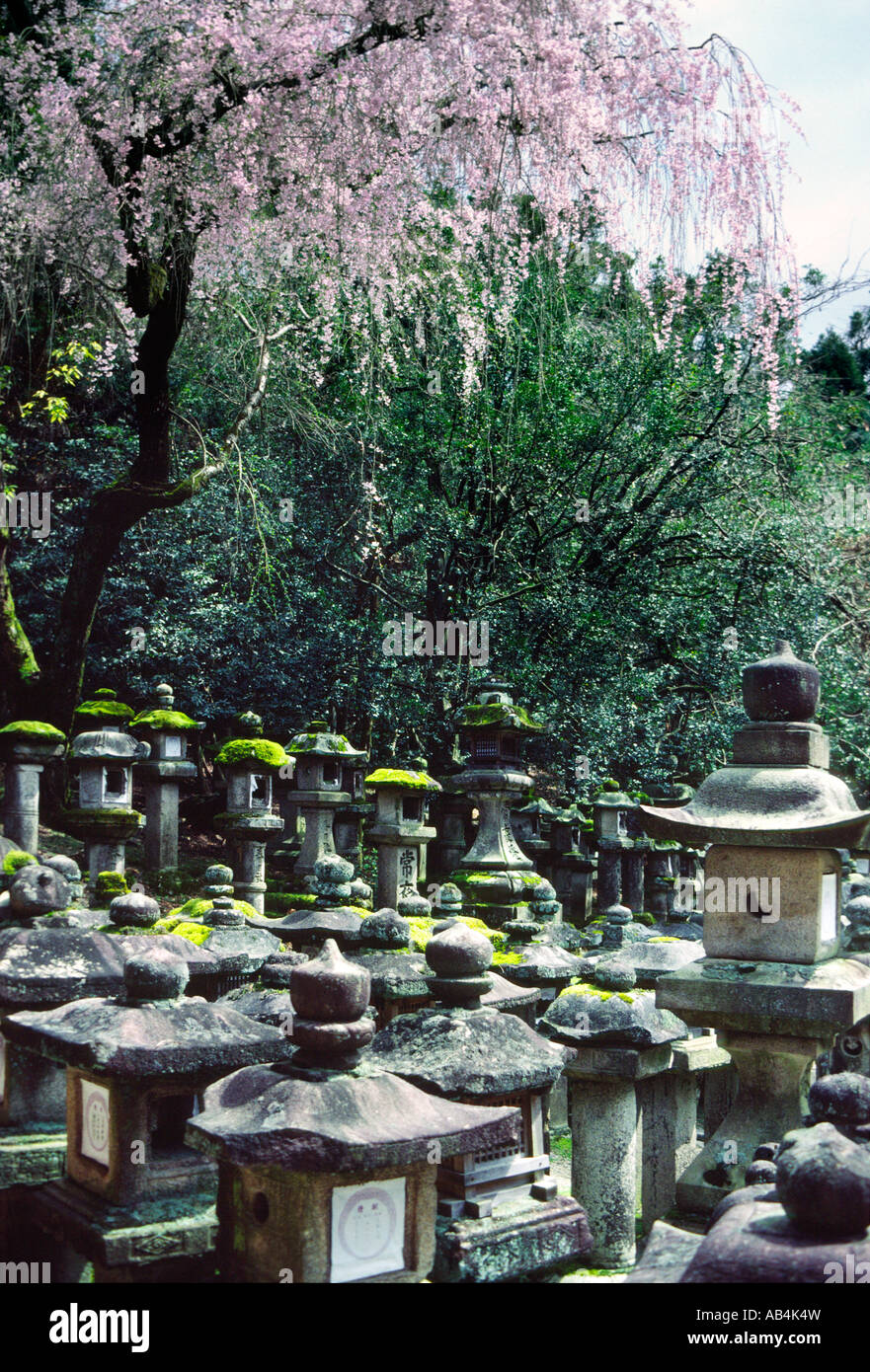 Lanterne e ciliegi presso il Santuario Kasuga Nara Giappone 2 Foto Stock