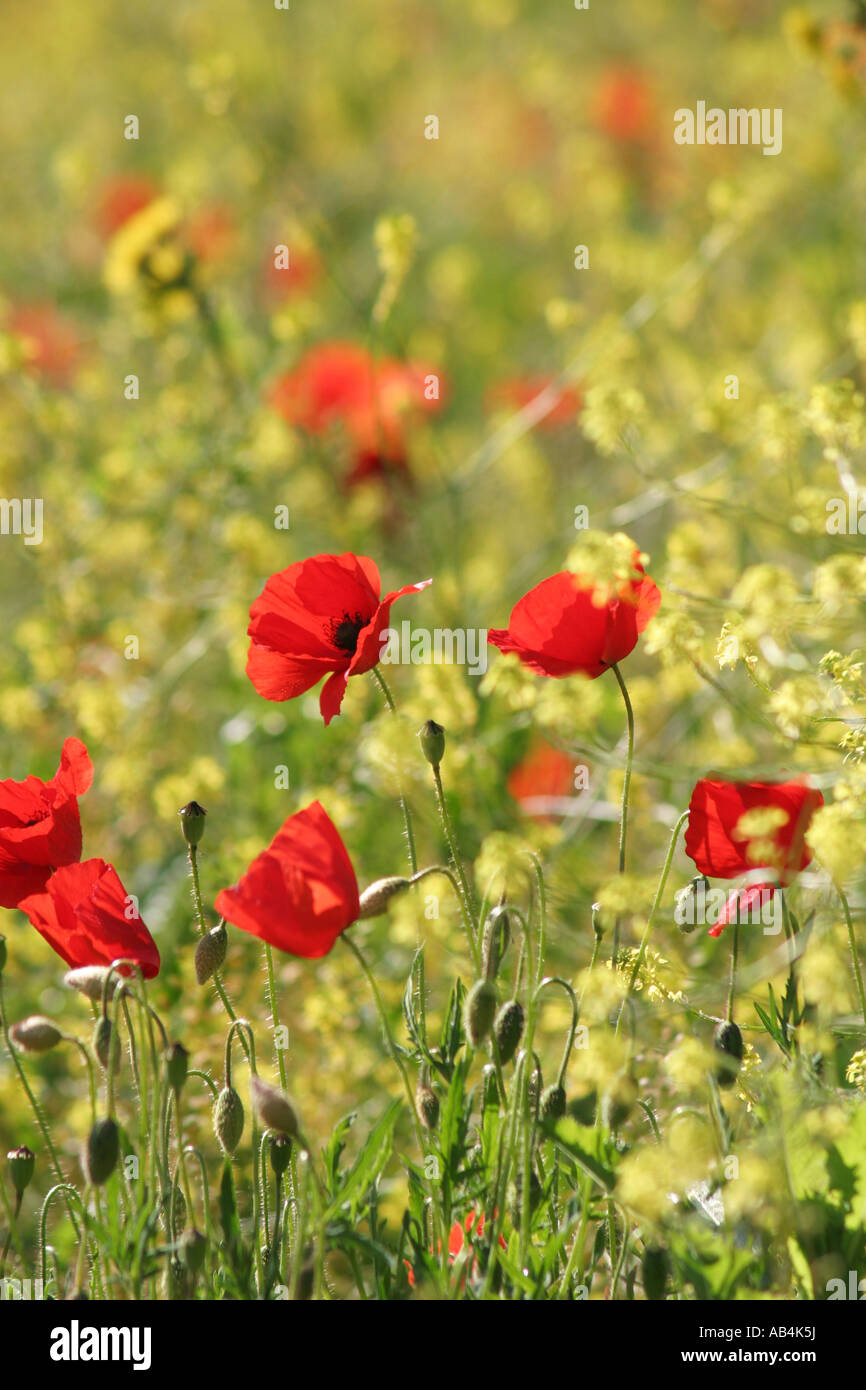 Papaveri e fiori selvatici che crescono su Piano Grande,Parco Nazionale dei Monti Sibillini Le Marche ,Italia centrale Foto Stock