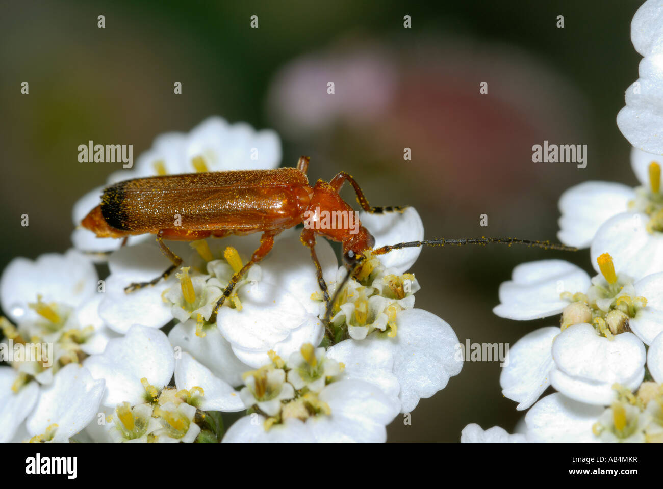 Soldier Beetles Rhagonycha fulva su Yarrow fiore, Galles, Regno Unito. Foto Stock