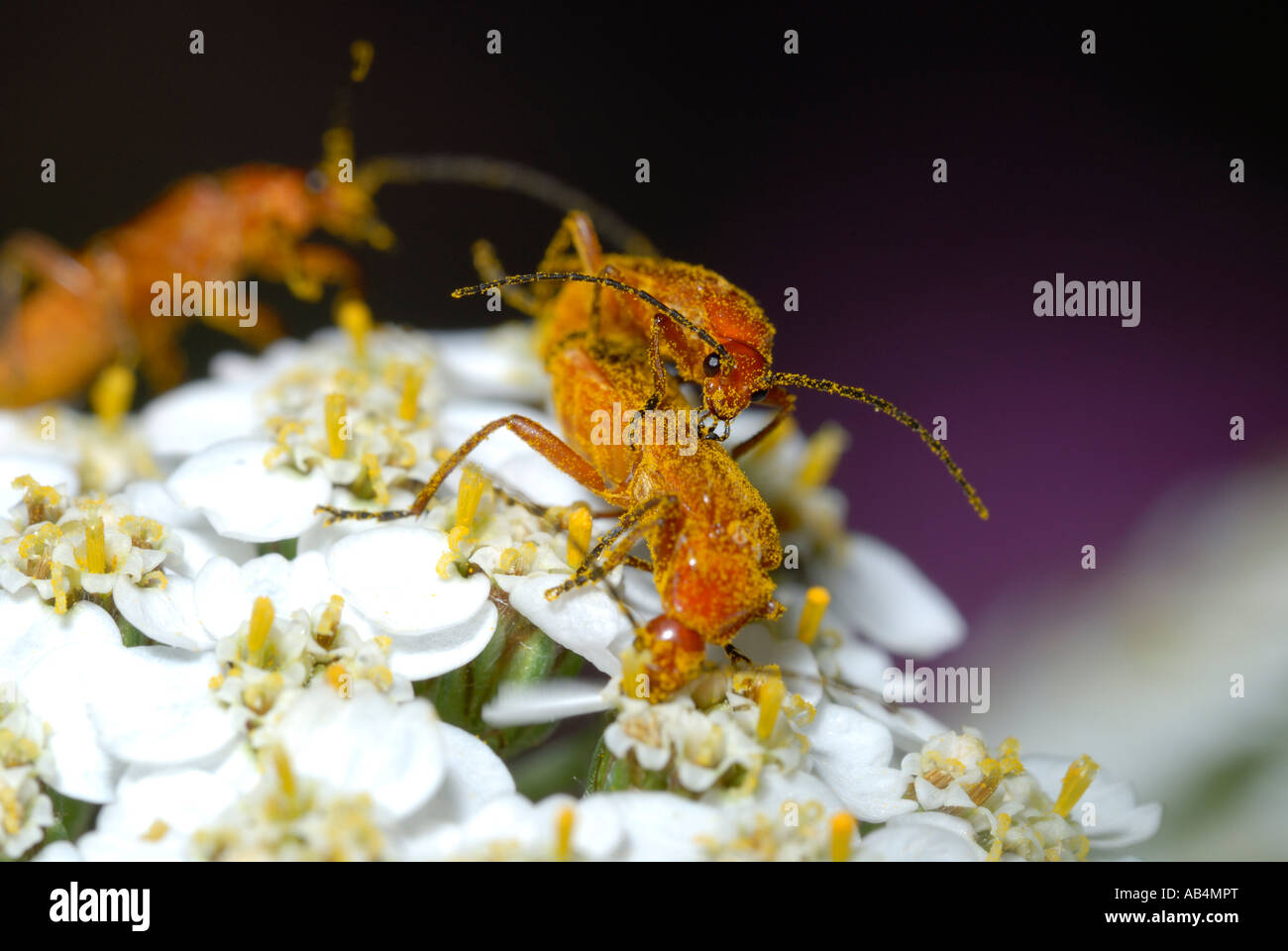Soldato scarabei Rhagonycha fulva accoppiamento su Yarrow flower, Galles, UK. Foto Stock