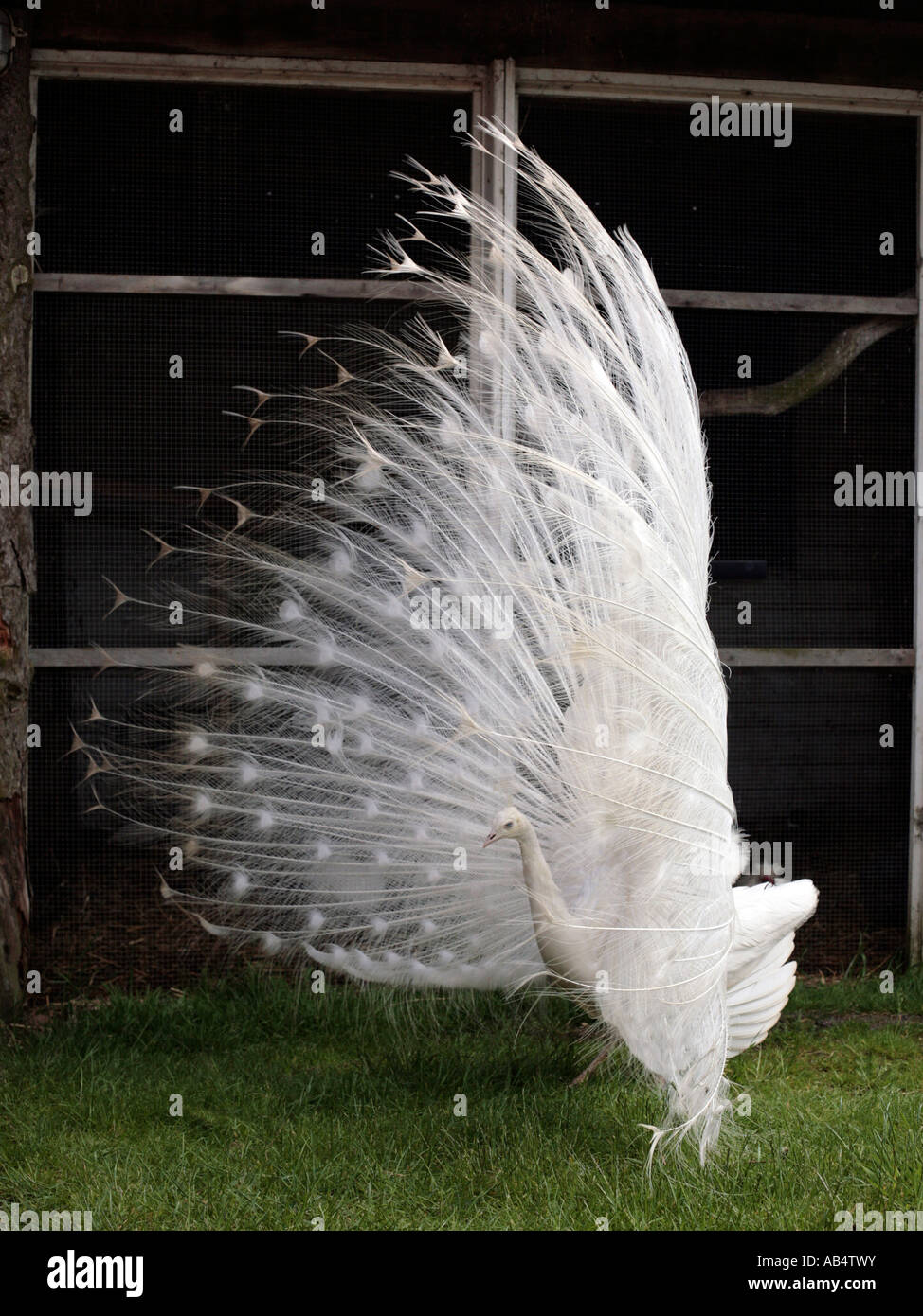 Un albino peacock nella visualizzazione a schermo intero. Foto Stock