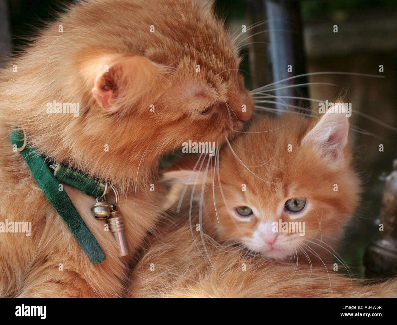 Un gatto di zenzero pulizia e leccare il suo gattino. Foto Stock