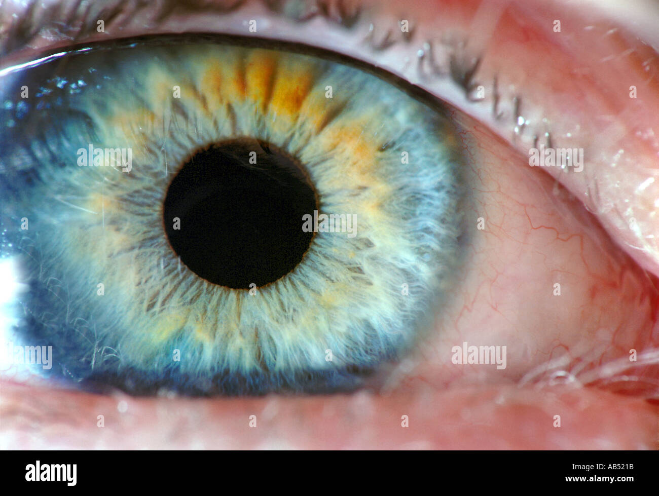 Blue eye close up macro foto eye wide open vedere la luce vista all'interno del corpo Foto Stock