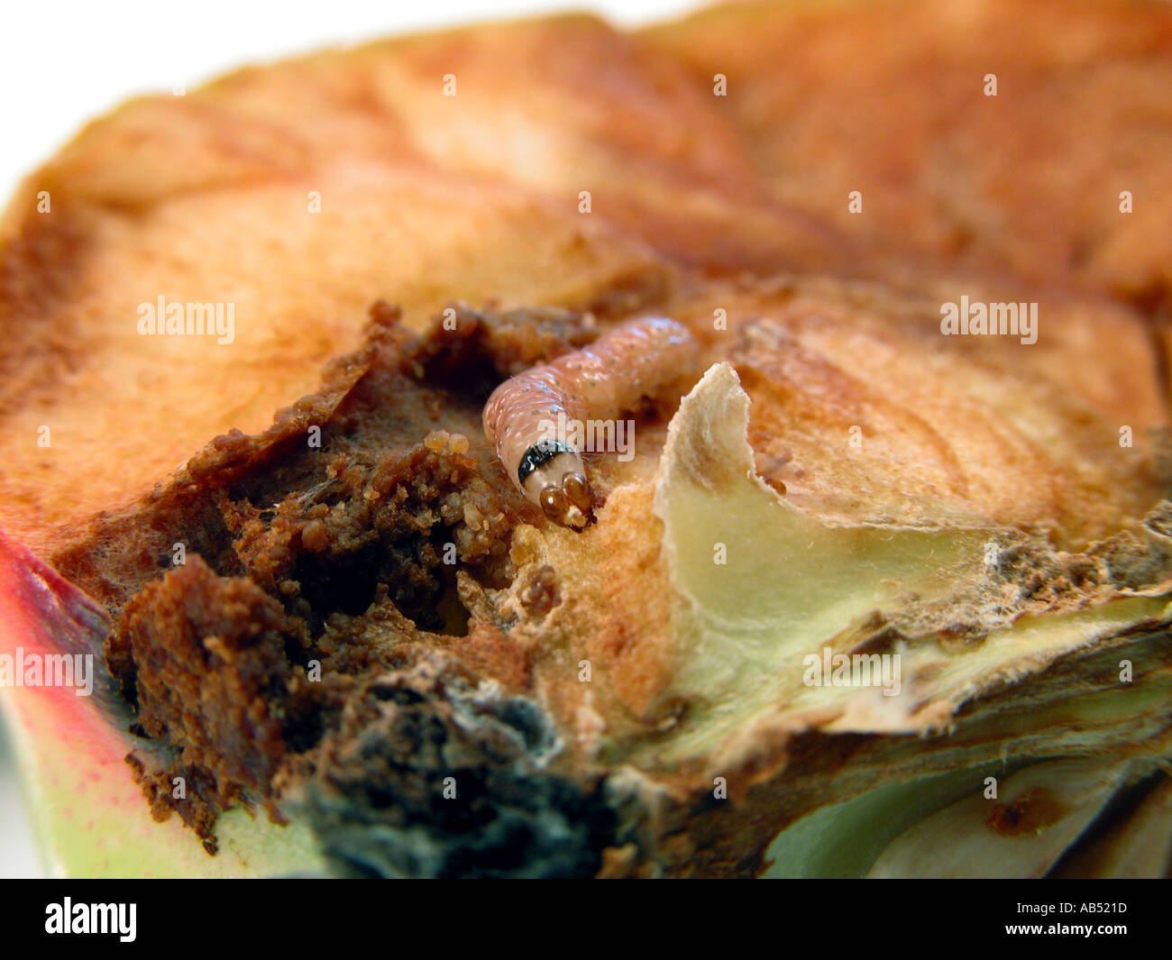 Apple worm verme larve di insetto volare falena worm apple larve di vermi vernim codling realizzato Foto Stock