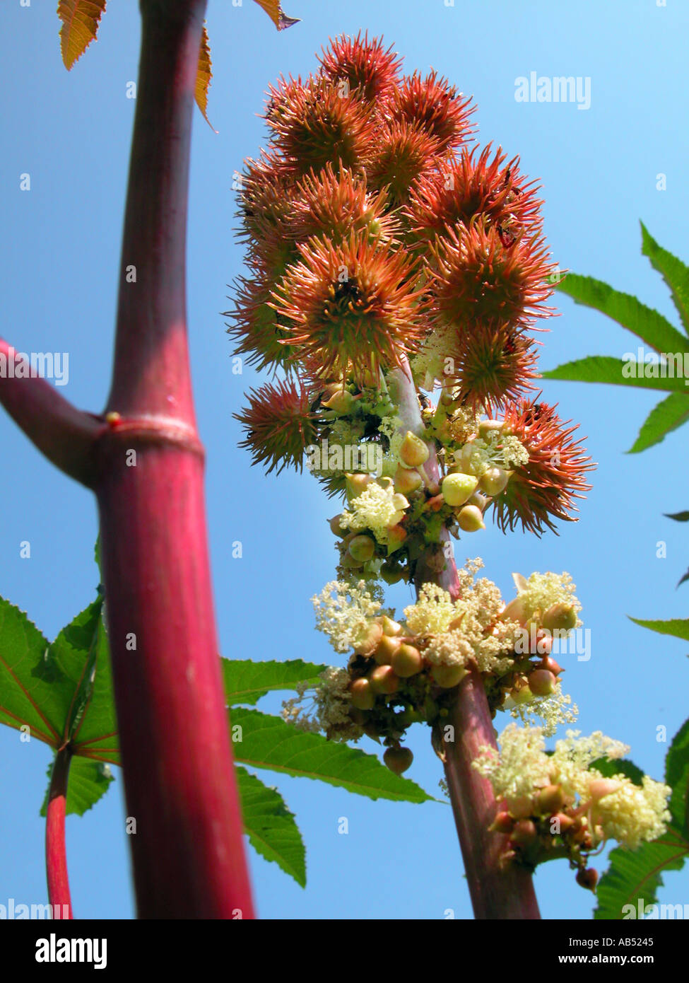 EUPHORBIACEAE Ricinus Communis Rizinus l olio di ricino pianta in fiore Wunderbaum meraviglia tree wondertree Africa tropicale tropic Foto Stock