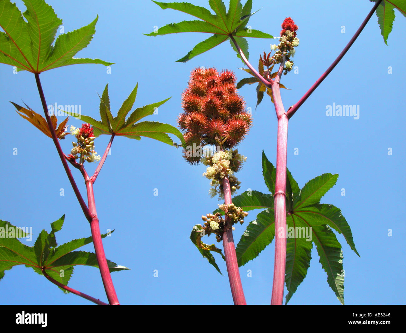 EUPHORBIACEAE Ricinus Communis L Rizinus Wunderbaum meraviglia tree wondertree africa tropic pianta tropicale Olio di ricino in fiore Foto Stock