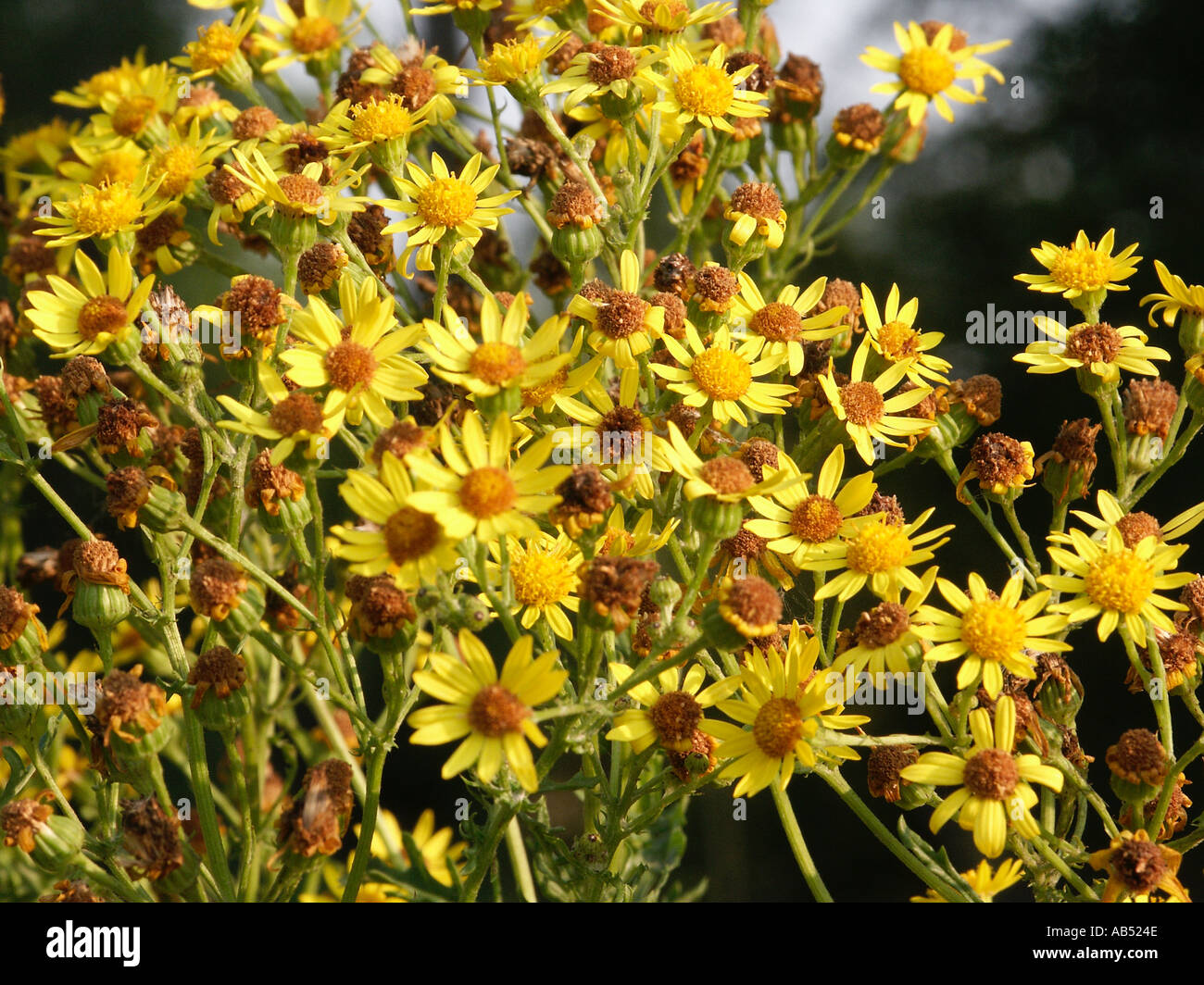 Comune di erba di San Giacomo Foto Stock
