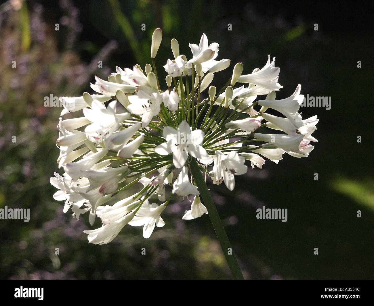 Essex Agapanthus in fiore bianco, pianta perenne liacea sudafricana ampiamente coltivata per ornamento Foto Stock