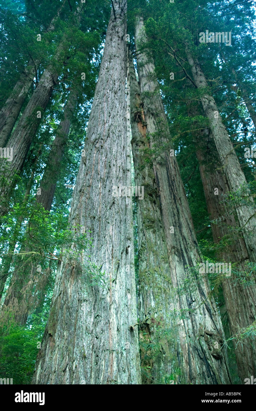 Redwood alberi nella foresta guardando verso l'alto, Foto Stock