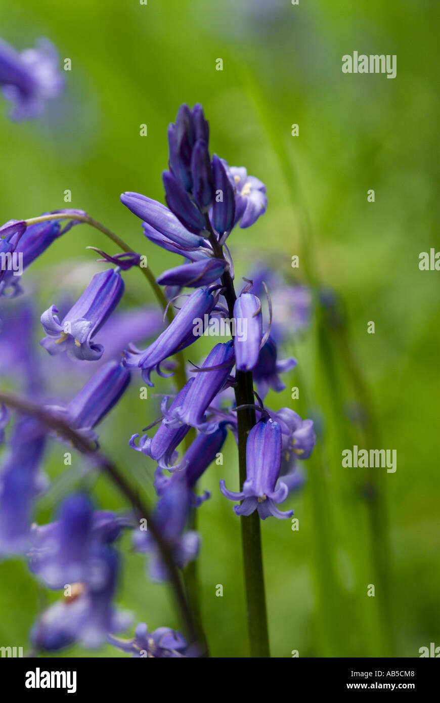 Close up Bluebells Foto Stock