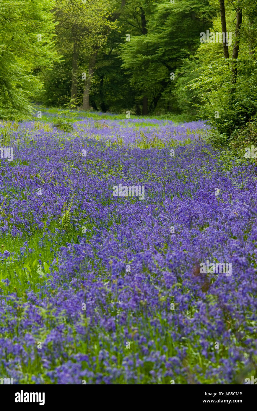 Legno di Bluebell Foto Stock