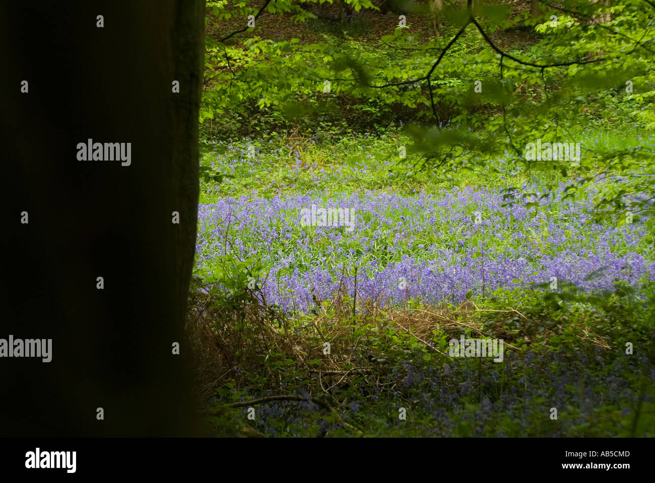 Legno di Bluebell Foto Stock