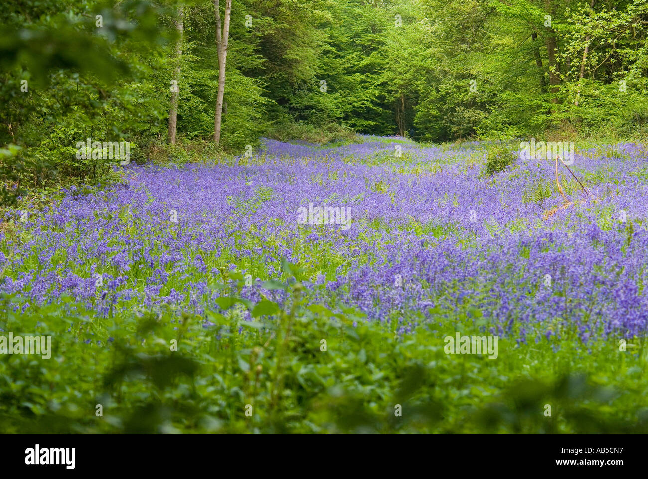 Legno di Bluebell Foto Stock