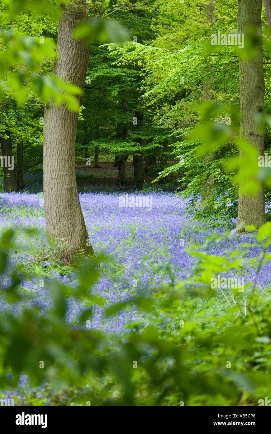 Legno di Bluebell Foto Stock