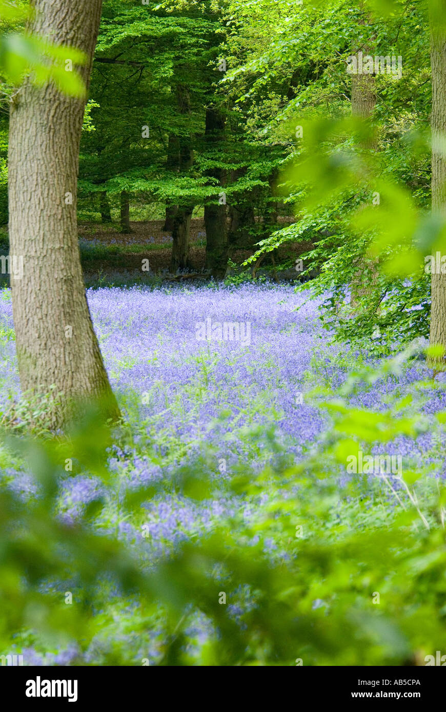 Legno di Bluebell Foto Stock