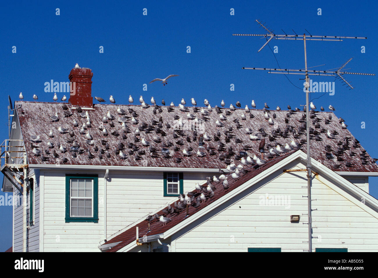 Flock of Seagulls sul tetto della US Coast Guard residence al punto Wilson Faro Port Townsend Washington Foto Stock