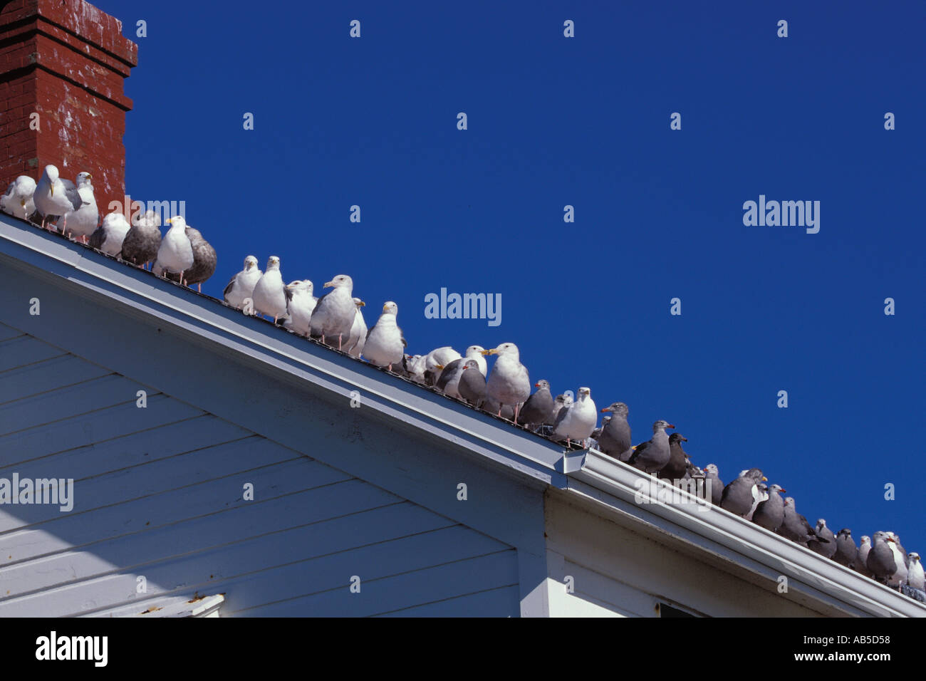 Flock of Seagulls sul tetto della US Coast Guard residence al punto Wilson Faro Port Townsend Washington Foto Stock