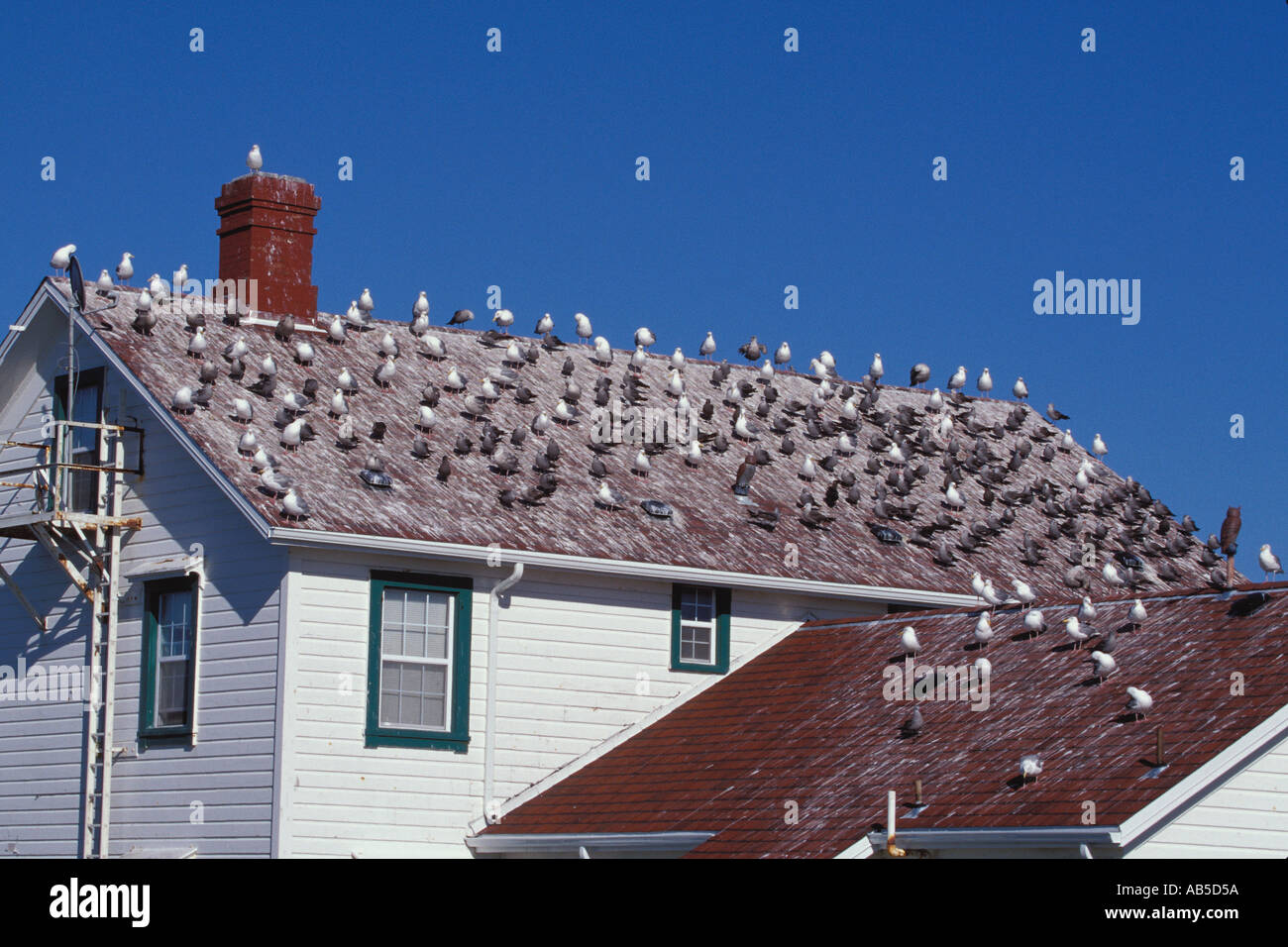 Flock of Seagulls sul tetto della US Coast Guard residence al punto Wilson Faro Port Townsend Washington Foto Stock