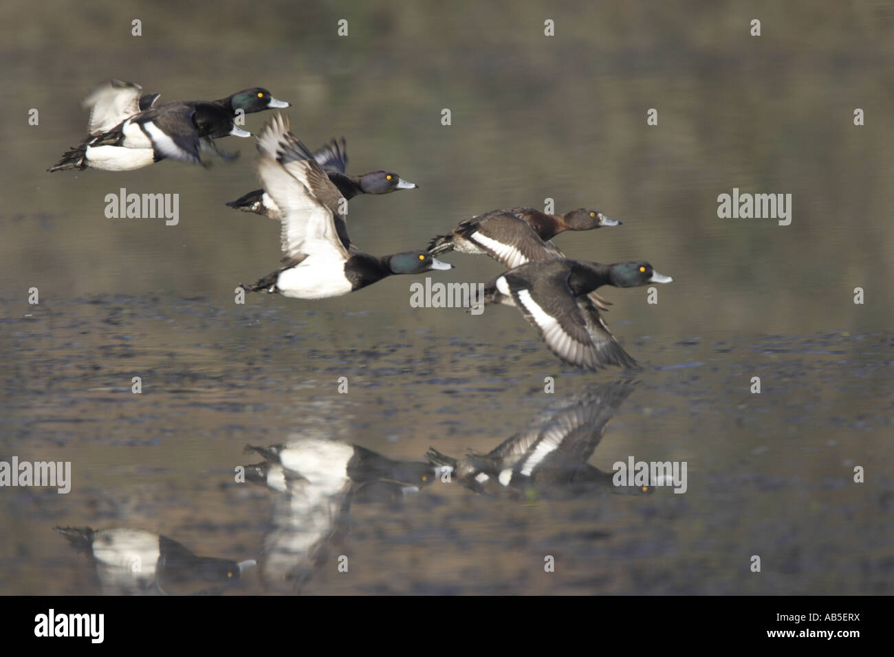 Gregge di anatre Tufted in volo Foto Stock