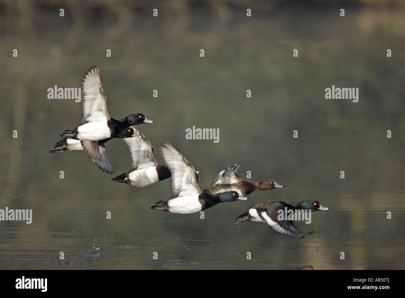 Gregge di anatre Tufted in volo Foto Stock