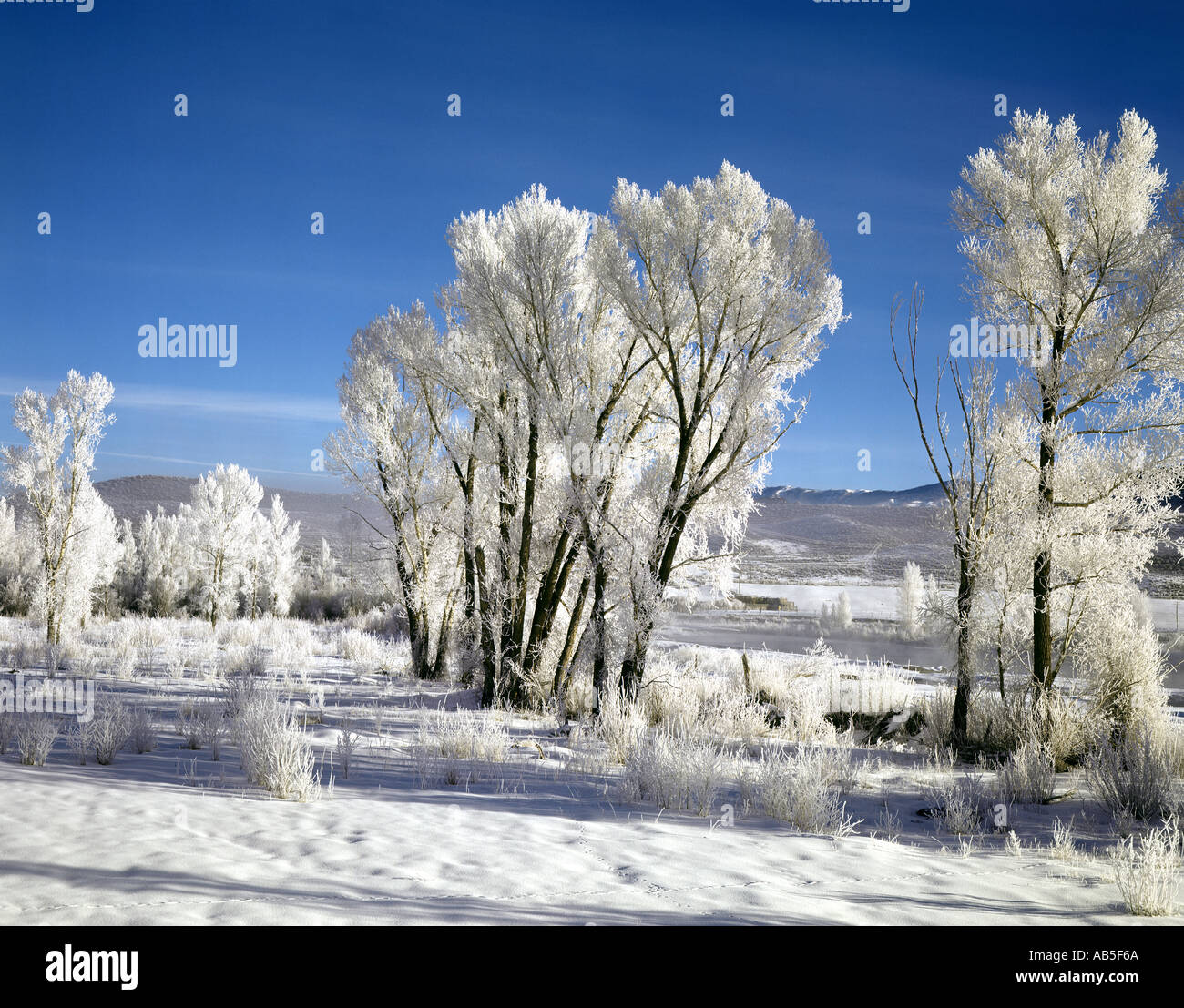 Pioppi neri americani alberi in Colorado coperto con trasformata per forte gradiente gelo in inverno Foto Stock