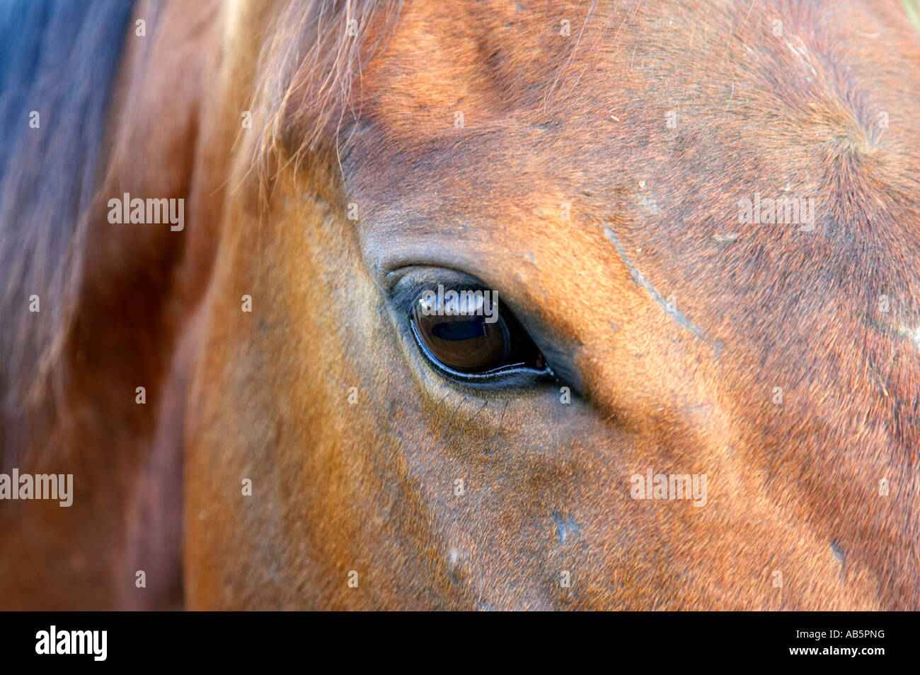 Chiudere un occhio di cavalli e la testa di castagno di colore marrone Foto Stock