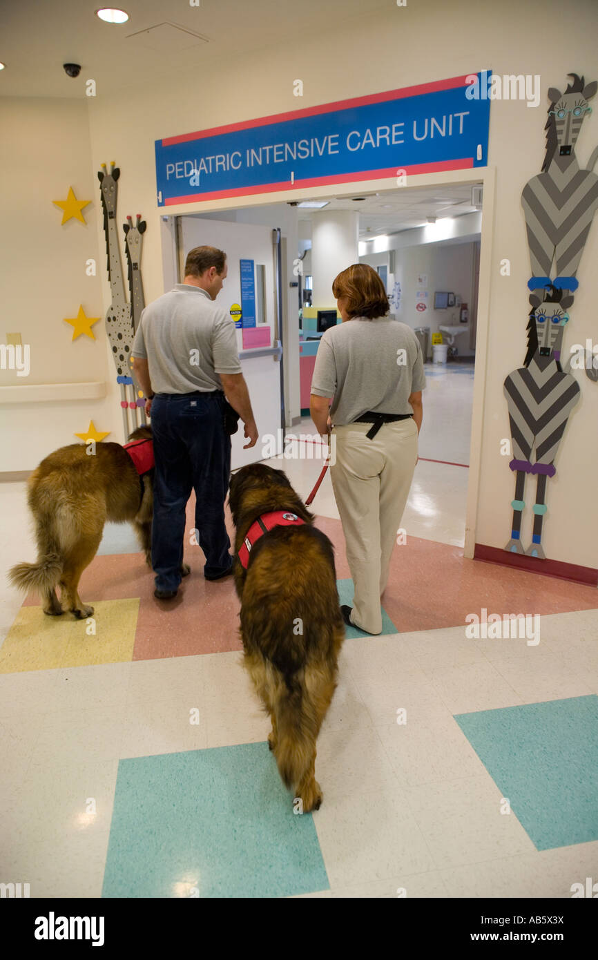 Un marito e moglie del proprietario del cane formatori portare loro appositamente addestrati cani di terapia per un ospedale per bambini Foto Stock