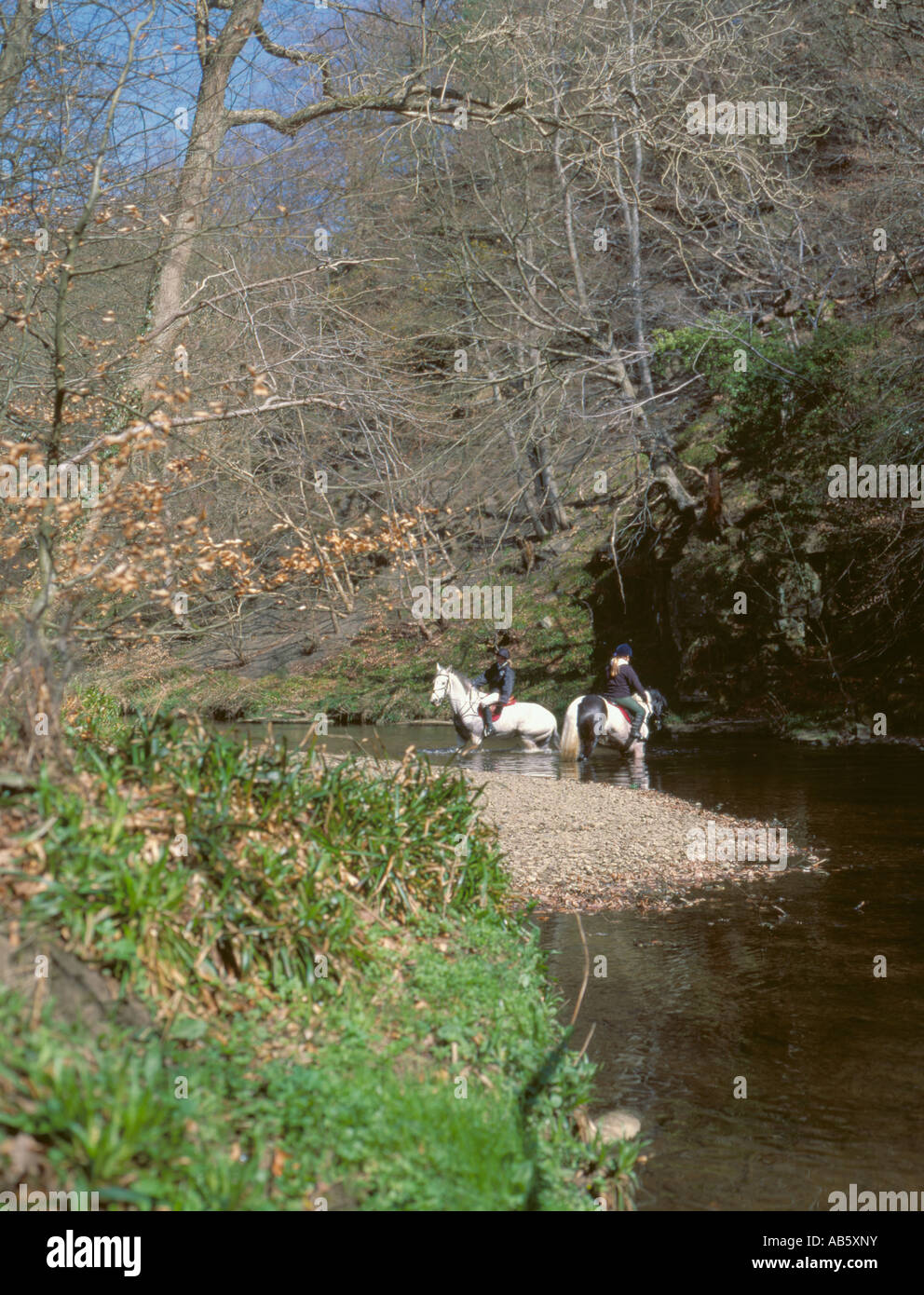 I piloti cavalli di raffreddamento nel fiume Derwent, bordo di Chopwell boschi, Rowlands Gill, Tyne and Wear, Inghilterra, Regno Unito. Foto Stock